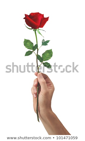 Stock fotó: Pink Rose Flower In Hand Men Isolated On White Background