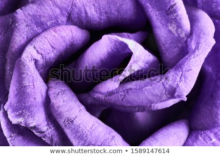 Zdjęcia stock: Bouquet Of Violet Eustoma Flowers