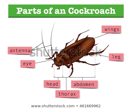 Stok fotoğraf: Diagram Showing Parts Of Cockroach