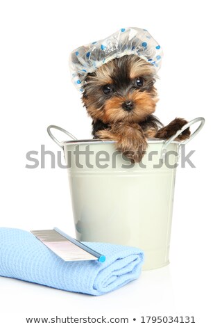 Imagine de stoc: Cute Yorkshire Terrier Portrait In White Studio