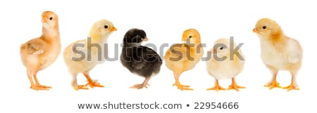 Foto d'archivio: Hen And Six Chicks
