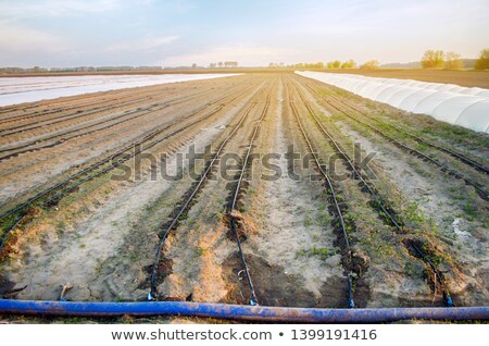 Stockfoto: Cultivated Field Watering In Early Spring