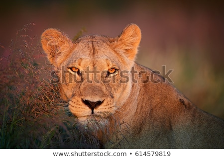 Stock fotó: African Lioness Panthera Leo