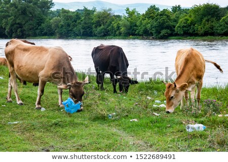 Stock photo: Indian Cow Eating Garbage