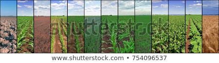 Zdjęcia stock: Beautiful Summer In The Fields Collage