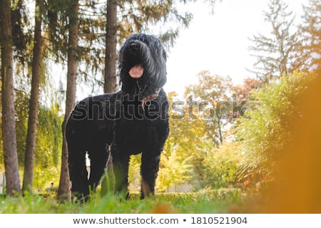 Stock fotó: Black Russian Terrier