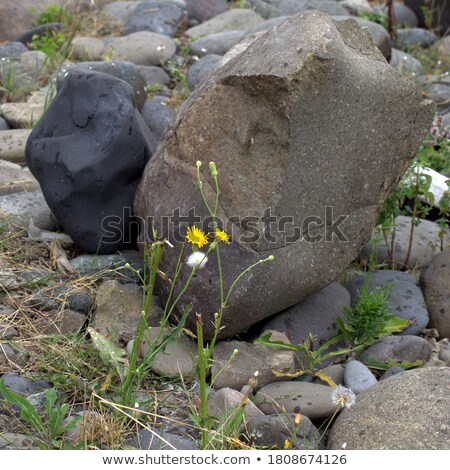 Stockfoto: Tree Among The Rocks