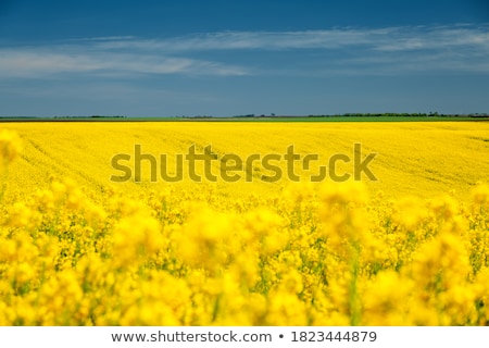 Сток-фото: Canola Springtime Vivid Rural Concept