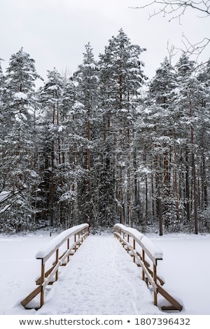 Stock photo: Beauty On Snowy Outdoors