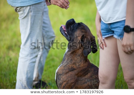 Stock photo: Man With Boxer Dog