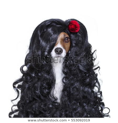 Stock photo: Valentines In Love Spanish Lola Dog