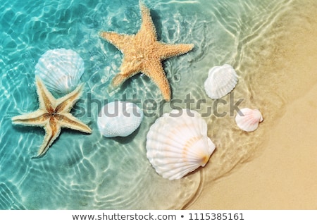 Stock photo: Starfish On The Beach