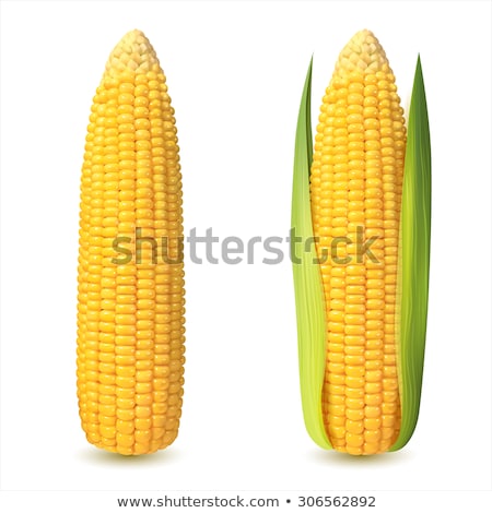 Foto d'archivio: Corn Cobs Isolated Set