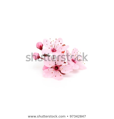 商業照片: Cherry Blossom Flowers On White Background