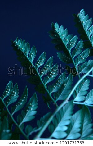 Macro Photo Of A Fern Plant On A Dark Blue Background With Copy Space Natural Layout Flat Lay Сток-фото © artjazz