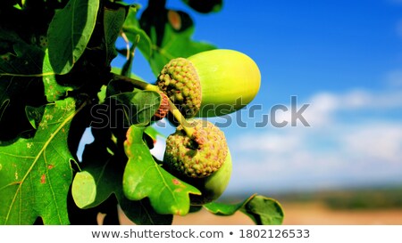[[stock_photo]]: Oak Branch With Green Leaves And Acorns On A Cloudy Day