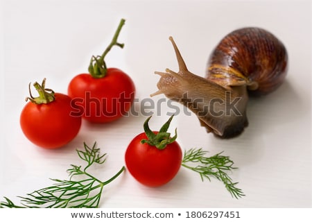 Foto stock: Snail On Green Stem