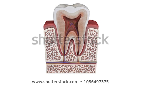 Stock fotó: Human Tooth Structure