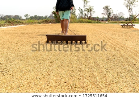 ストックフォト: Dry Paddy Rice