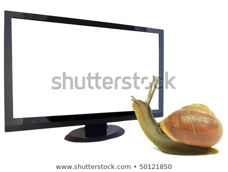 Stok fotoğraf: Snail Watching