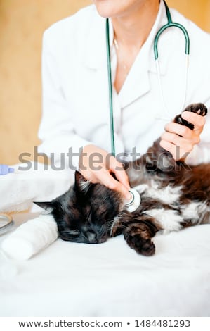 Foto stock: Veterinarian Listening A Cat While Doing Checkup At Clinic