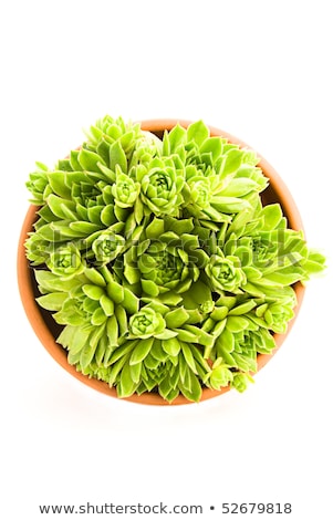 [[stock_photo]]: Eau · Sempervivum · vert · dans · un · pot · et · des · outils · de · jardin