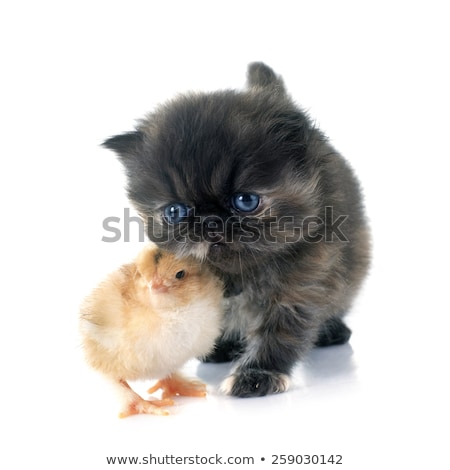 ストックフォト: Persian Kitten And Chick