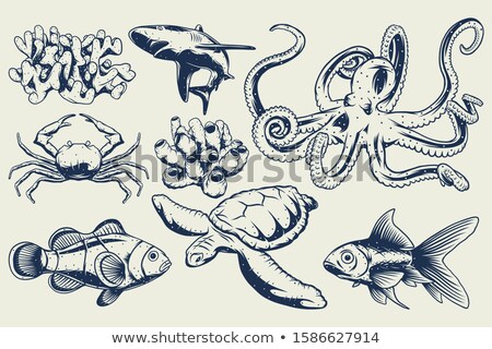 Stock photo: Small Octopus