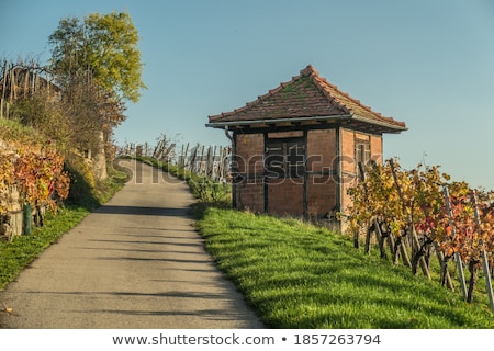 Stock fotó: Beautiful Vineyard Autumn Vineyards Landscape With Colorful Leav