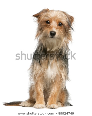 Сток-фото: Old Mixed Breed Dog In White Studio