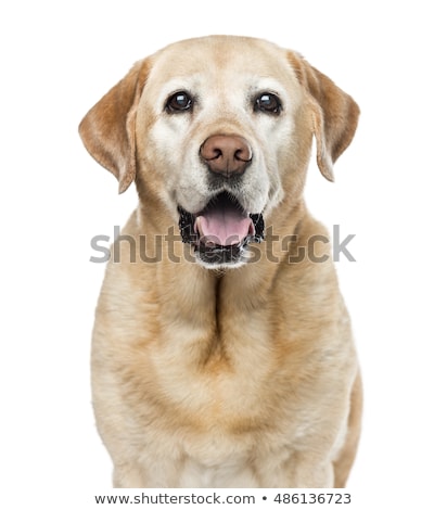 Foto stock: Old Labrador Retriever