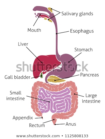 Stockfoto: Intestine Gut Digestive System Diagram