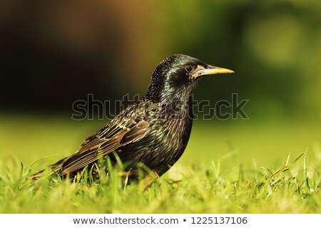 Сток-фото: Full Length Common Starling