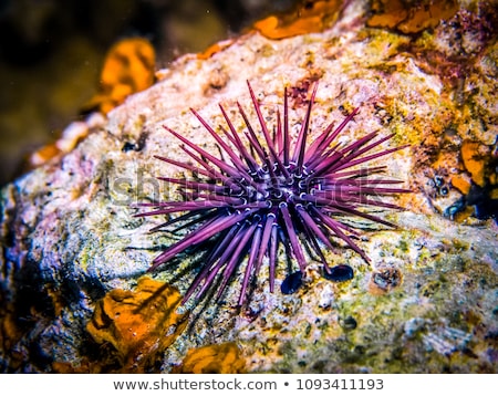 Stock photo: Sea Urchin