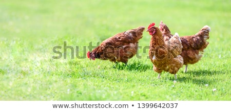 Stock fotó: Hen On Grass Field