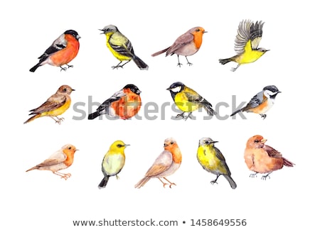 Foto stock: Watercolour Birds Set