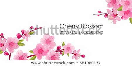 Stock fotó: Spring Cherry Blossom Card Vector Illustration