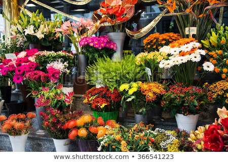 Garden Store Flowers Imagine de stoc © Elnur