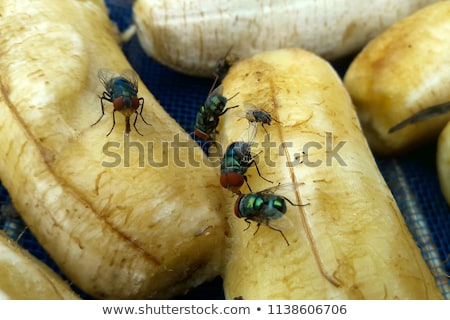 Stockfoto: Flies Eating