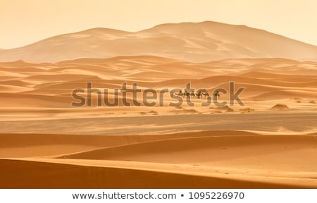 Stock photo: Caravan In The Desert