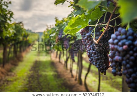 ストックフォト: Grapes And Wine
