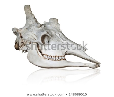 Giraffe Skull Stockfoto © pzAxe