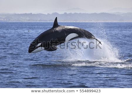 Сток-фото: Killer Whales