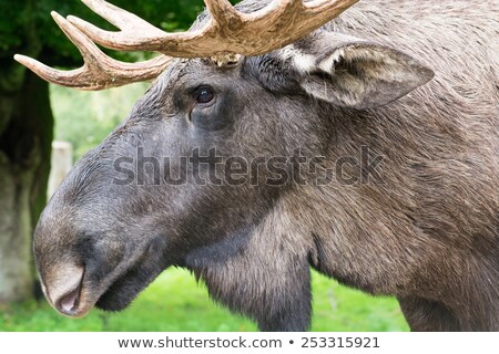 [[stock_photo]]: Detail Of The Head A Male Moose Alces Alces