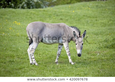 Foto d'archivio: Somali Wild Ass Endangered Animal