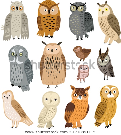 ストックフォト: An Owl