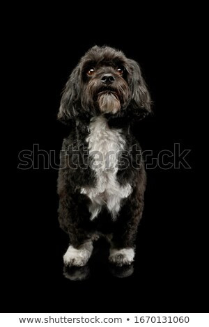 Stockfoto: Black And White Havanese Standing In A Black Studio