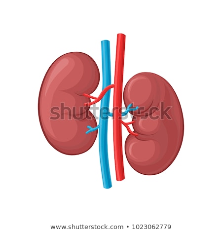 Foto stock: Human Kidneys Flat