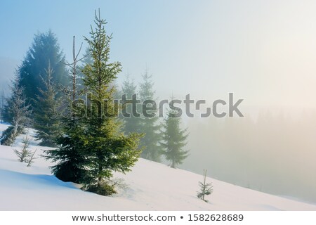 Foto stock: Misty Forest Of Evergreen Coniferous Trees