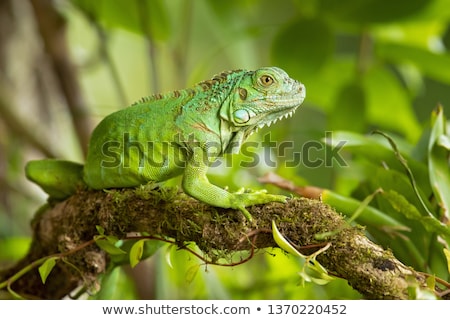 Stok fotoğraf: Large Iguana Lizard